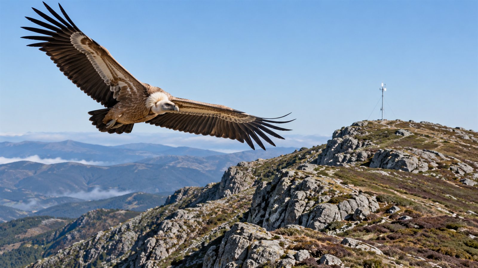 A year watching the sky: the bird-detection AI that goes up before the wind farm, not after